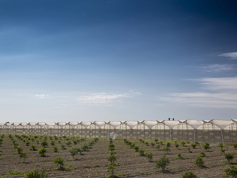 Şeffaf Sera Örtüsü | UV Katkılı %90 Işık Geçirgenlikli PE Sera Örtüsü | 0.15mm x 8-12m | Alsancak Tarım